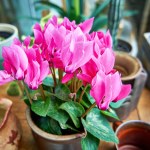 Nie kładź fiołka alpejskiego w tym miejscu. Nigdy nie zakwitnie