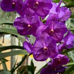 Nie lada gratka dla miłośników kwiatów. Zakwitły szczególne orchidee 