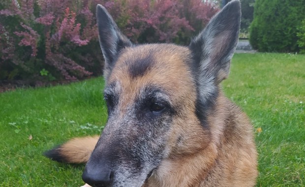 Nie lekceważ psich lęków