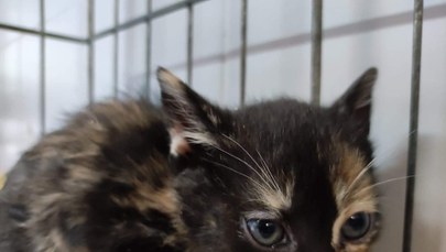 Nie ma chętnych do adopcji, a kotów przybywa. Schronisko prosi o pomoc