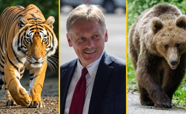 "Nie ma papierowych niedźwiedzi". Kreml zaprasza Trumpa na wykład z zoologii