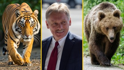 "Nie ma papierowych niedźwiedzi". Kreml zaprasza Trumpa na wykład z zoologii