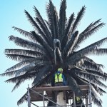 "Nie ma podręcznika, jak produkować liście palmy". Polscy naukowcy podołali wyzwaniu