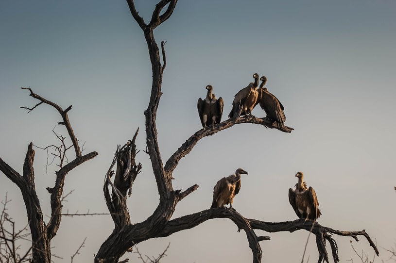 There is no confirmed data to suggest that the Griffon Vulture actually lived in the Tatras and Pennine Mountains around the time of World War I.