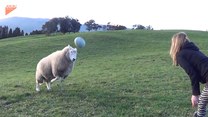 Nie ma to jak pograć z owcą w rugby. Wspaniałe!