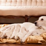 Film (2006)[Children of Men] Reż.Alfonso Cuarón