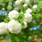 Nie mam ręki do hortensji. W tym roku stawiam na jeszcze piękniejszą roślinę