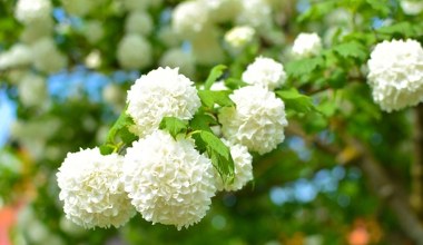Nie mam ręki do hortensji. W tym roku stawiam na jeszcze piękniejszą roślinę