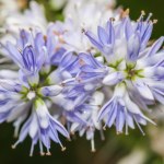 Nie masz ręki do hortensji? Ta roślina jest równie piękna, a łatwiejsza w uprawie