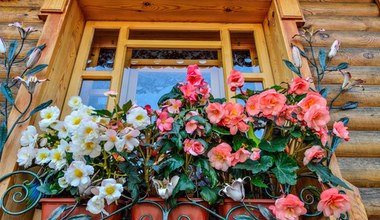 Nie masz ręki do kwiatów? Begonia to bestseller na balkon i taras 