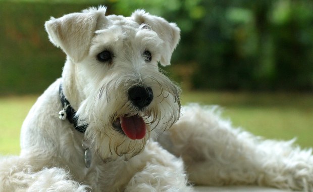 Nie mogła lecieć z psem samolotem. To, co zrobiła, szokuje 