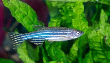 Nie mówi, ale słyszy jak my. Odkryto rybę z ludzkim aparatem słuchowym