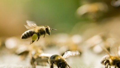 Nie możemy dopuścić do ekologicznej apokalipsy, takiej jak w Niemczech czy we Francji 