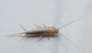 Nie możesz przepędzić rybików? Zdziwisz się, co je przyciąga