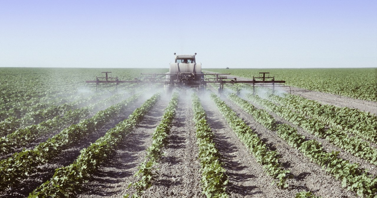 Nie musimy się martwić obecnością pestycydów w żywności /123RF/PICSEL