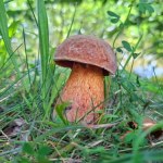 Nie musisz iść do lasu po grzyby. Te borowiki wyrosną w twoim ogrodzie