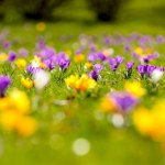 Nie musisz jechać do Doliny Chochołowskiej. Krokusowe pole zakwitło pod Krakowem