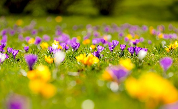 Nie musisz jechać do Doliny Chochołowskiej. Krokusowe pole zakwitło pod Krakowem
