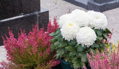 Nie musisz kupować chryzantem. Te rośliny są równie piękne i jeszcze trwalsze