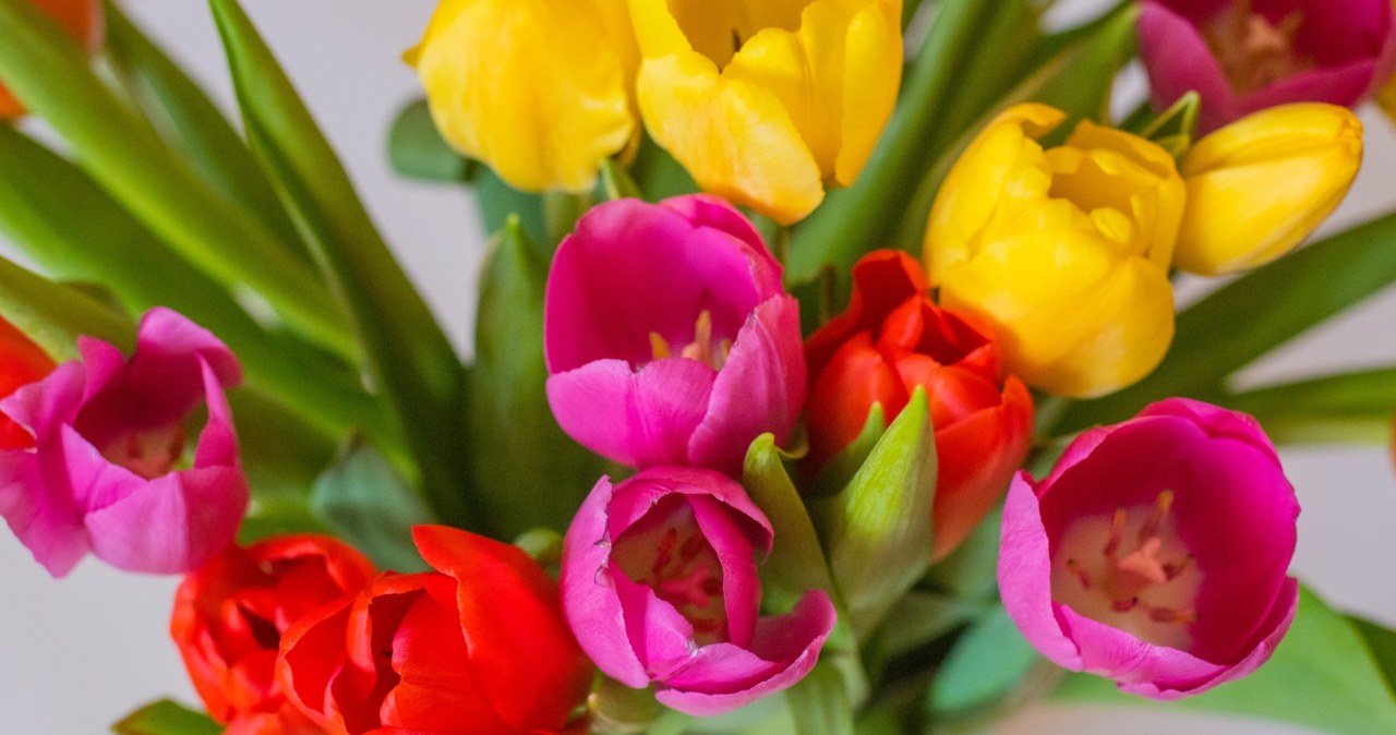 Nie musisz spisywać ciętych kwiatów na straty po kilku dniach. Musisz zadbać o odpowiedni poziom wody w wazonie. /123RF/PICSEL