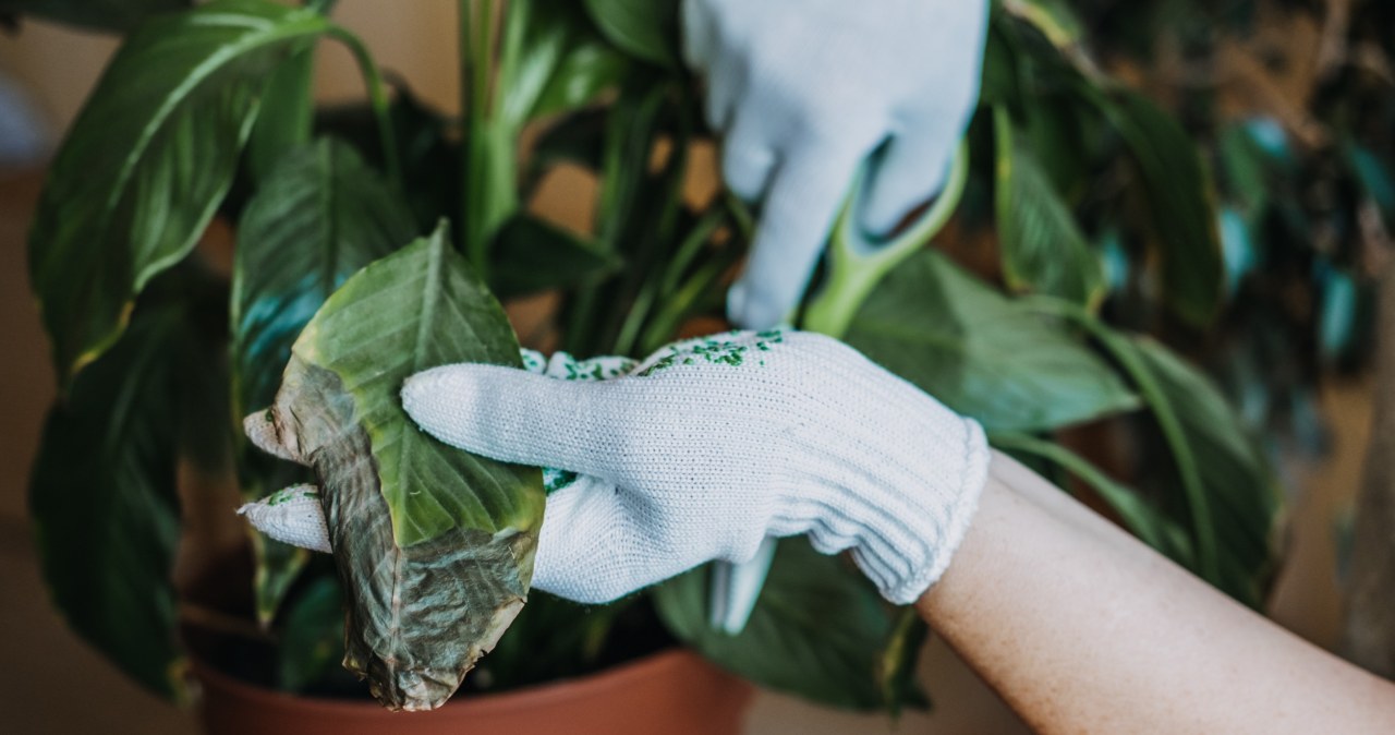 Nie należy ucinać całych liści, ratując swoją roślinę