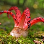 Nie pachnie i wygląda jak jajo obcego. Rzadki grzyb pojawił się w Tatrach