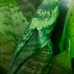 Nie podlewasz? Zapominasz? Ta roślina z Biedronki i tak przetrwa. 