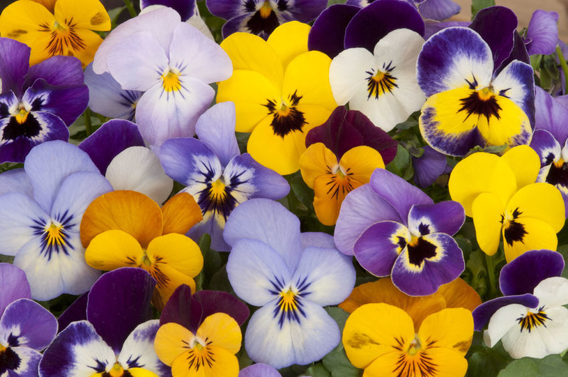 Nie popełnij tego błędu przy sadzeniu bratków, bo piękne kwiaty szybko zmarnieją /123RF/PICSEL