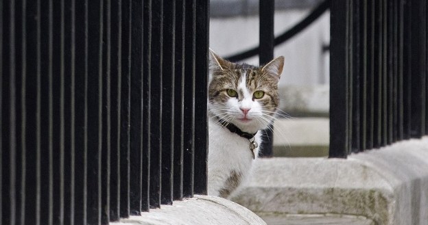 Nie powinno się wyprowadzać kotów na spacery /AFP