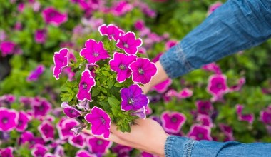 Nie przegap najlepszego terminu sadzenia petunii. To już niedługo 