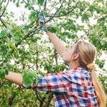 Nie przegap tego terminu cięcia drzew owocowych. Sprawdź, które pędy usunąć