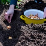 Nie przegap tego terminu sadzenia cebuli. Plony zaskoczą nawet sąsiadów 