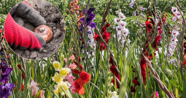 Nie przegap terminu sadzenia mieczyków, a będziesz cieszyć się ogrodem pełnym kolorowych kwiatów /Pixel