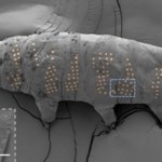 Nie przekraczają 1,2 mm długości. Naukowcy "tatuują" niesporczaki