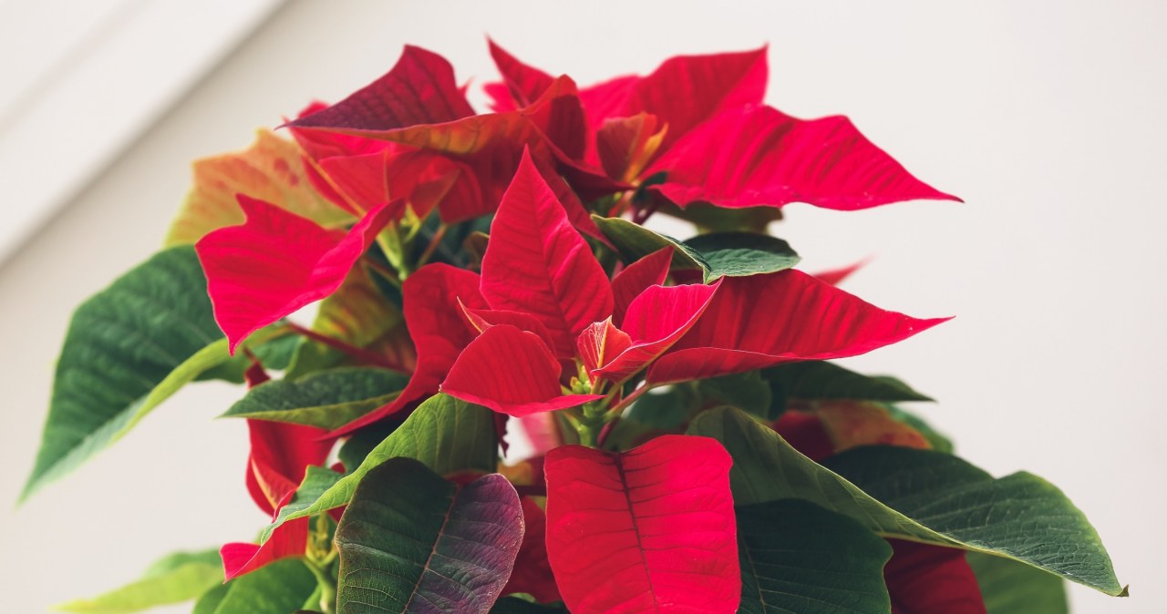 Nie przeocz ważnego terminu w pielęgnacji gwiazdy betlejemskiej. Inaczej nie "zakwitnie". /123RF/PICSEL