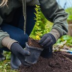Nie przepłacaj za sadzonki borówki amerykańskiej. Teraz możesz je mieć zupełnie za darmo