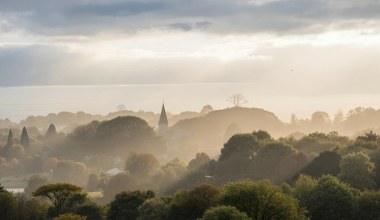 Nie przesadza się starych drzew. Ludzie są dzięki nim zdrowsi