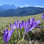 Nie rób tego w pierwszy dzień wiosny. Dawny przesąd wciąż aktualny?