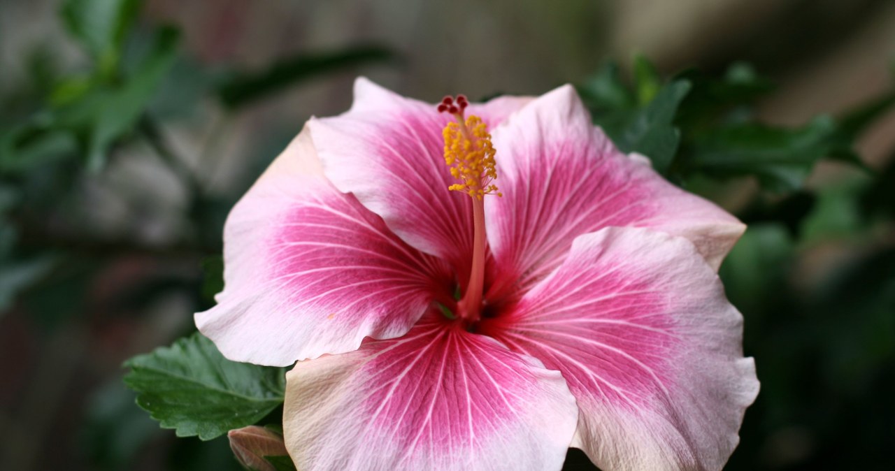Nie rozumiesz, dlaczego hibiskus nie kwitnie? Zdziwisz się, jak błahy może być powód /123RF/PICSEL