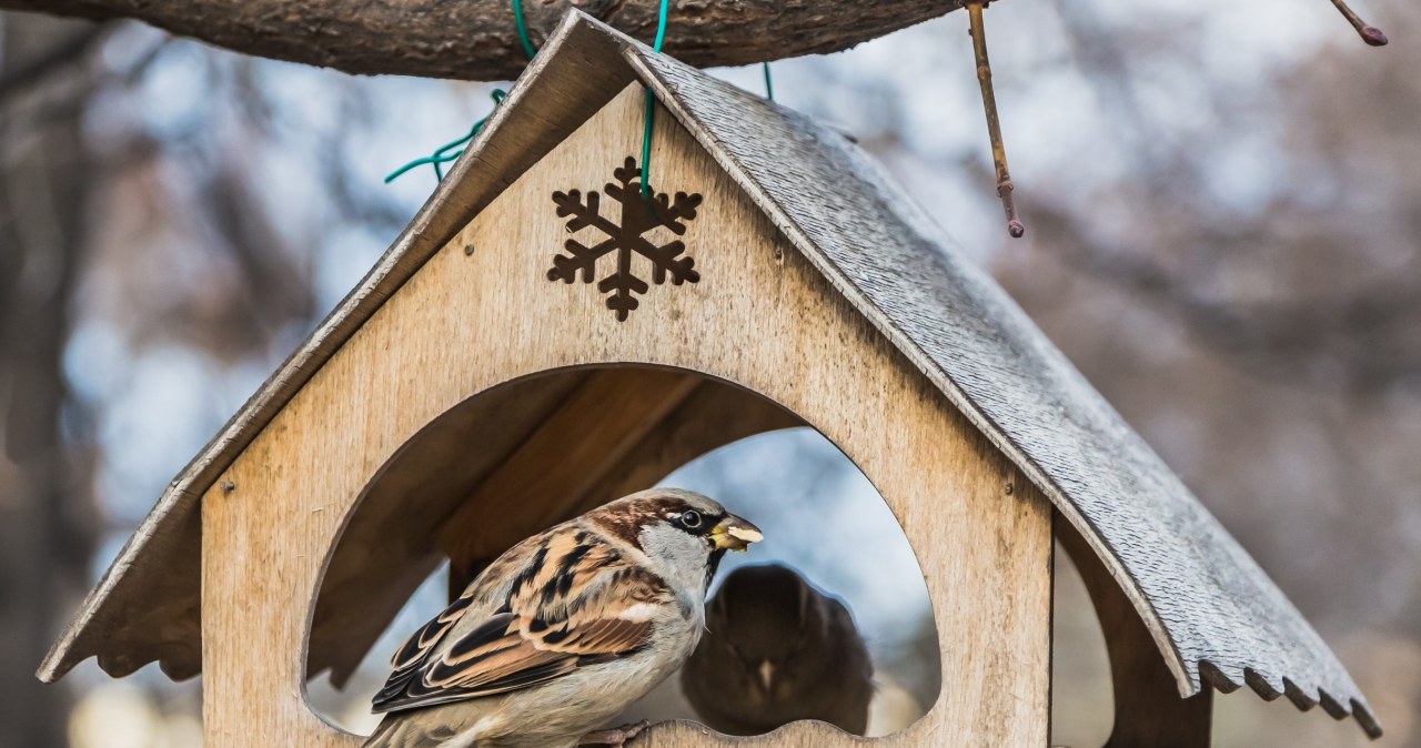 Nie rozumiesz, dlaczego ptaki nie przylatują do karmnika? Przyczyn może być kilka /123RF/PICSEL