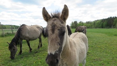 Nie są dokarmiane, nie odwiedza ich kowal. Od 10 lat żyją nad Iną tak jak ich dzicy przodkowie