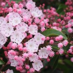 egzotyczne rośliny do ogrodu Nie sadź już rododendronów. Ten krzew wygląda jak porcelanowe dzieło sztuki