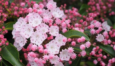Nie sadź już rododendronów. Ten krzew wygląda jak porcelanowe dzieło sztuki