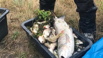 "Nie tędy droga". Ekolodzy o planach rządu po katastrofie na Odrze