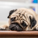 choroby psów Nie tylko buldogi i mopsy. Inne rasy psów też są zagrożone