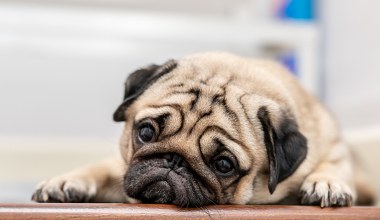 Nie tylko buldogi i mopsy. Inne rasy psów też są zagrożone