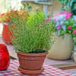 Nie tylko geranium. Ta roślina też pomoże w przeziębieniu