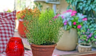 Nie tylko geranium. Ta roślina też pomoże w przeziębieniu
