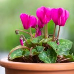 Nie tylko grudnik. Kwiaty, które kwitną, gdy za oknem śnieg i mróz 