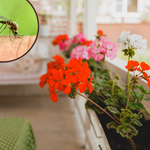 Nie tylko lawenda. Te rośliny odstraszą komary z twojego balkonu
